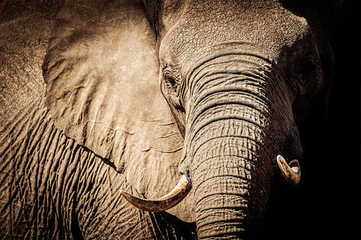 Close-up of an African elephant's face with prominent tusks and wrinkled skin texture